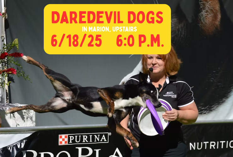 Daredevil Dogs in Marion 